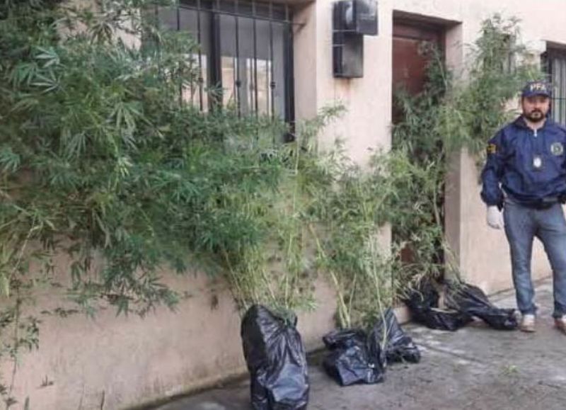 Secuestaron seis plantas de unos tres metros de altura.