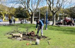 Comenzaron los trabajos de remodelación de la Plaza Libertad