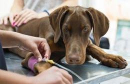 Operativo de castración masiva para controlar la población de animales