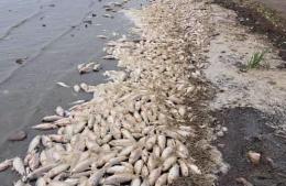 Gran mortandad de peces en la laguna