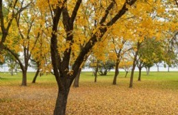 Día Mundial del Árbol