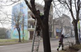 Última semana para la poda de árboles en espacios públicos