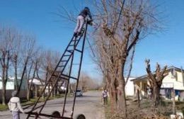 Maipú: Poda y retiro de árboles tras el temporal