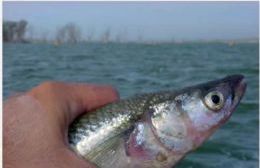 Se viene un concurso de pesca por partida doble