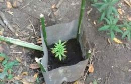 Hallaron dos plantas de marihuana en un baldío de Pila