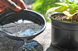 Medidas preventivas para evitar la proliferación de mosquitos y prevenir el dengue