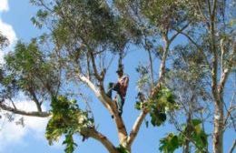 Jornada de capacitación para poda de árboles