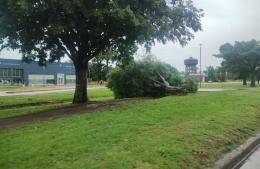 La tormenta fue intensa y provocó diversos daños en la ciudad