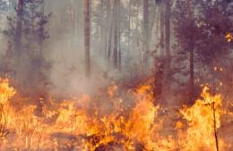 Verano sin incendios: ¿Cómo evitar riesgos para cuidar el ambiente?